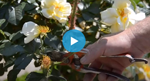 Samedi 9 octobre, participez au dernier atelier technique de la saison à la Roseraie du Val-de-Marne, à L'Haÿ-les-Roses.