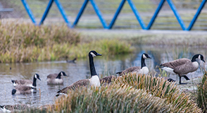 Participez à un atelier ornithologique en plein air, au parc départemental de la Plage-Bleue à Valenton, samedi 8 janvier.