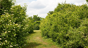 L'espace naturel de la Pierre-Fitte, écrin de verdure situé à Villeneuve-le-Roi, rouvre ses portes après une trêve hivernale.