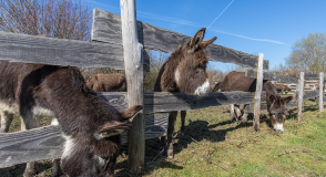 Les 15 et 16 octobre, la 25e &eacute;dition des Balades du go&ucirc;t vous offre une escapade gustative &agrave; l'asinerie du parc d&eacute;partemental des Bordes. Au programme&nbsp;: exposition, d&eacute;gustation de lait d'&acirc;nesse, jeux&hellip;