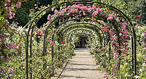 "Les musiques du jardin", c'est le thème 2023 de "Rendez-vous aux jardins". A cette occasion, la Roseraie ouvre ses portes gratuitement le dimanche 4 juin à L'Haÿ-les-Roses.