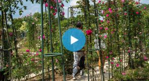 Envie d’une escapade nature ? La Roseraie du Val-de-Marne vous invite à venir observer 11 000 rosiers, à L'Haÿ-les-Roses. Vous hésitez encore ? Nous vous proposons une immersion en vidéo qui ne manquera pas de vous convaincre ! 