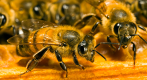 Apprenez tout sur les abeilles au rucher de Grosbois à Boissy-Saint-Léger